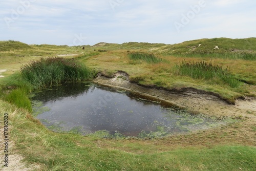 Wallpaper Mural Diese Salzwiesen mit dem Wasserloch im Vordergrund befinden sich auf der Nordseeinsel Norderney neben dem Mittelweg nahe des Parkplatzes Ostheller. Norderney zählt zu den ostfriesischen Inseln. Torontodigital.ca