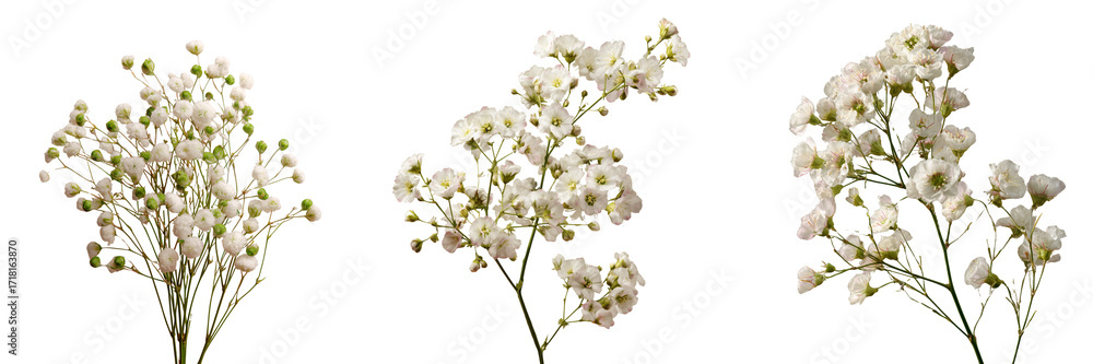 Fototapeta premium Set of a Delicate white baby’s breath flowers isolated on transparent background