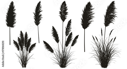 Elegant pampas grass silhouettes create a striking botanical art composition