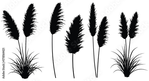 Silhouettes of pampas grass plants with delicate plumes and slender stems