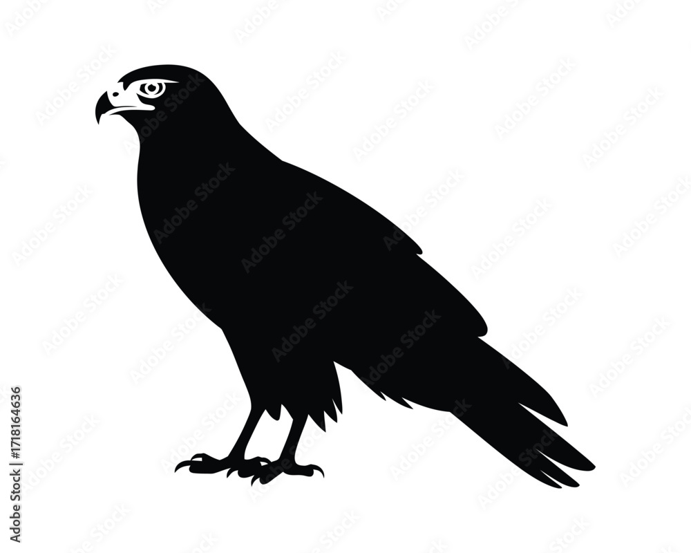 Obraz premium Striking Silhouette of a Majestic Hawk A Monochrome Illustration for Design Projects