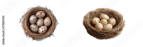 Set of a Bird nests with eggs isolated on transparent background
