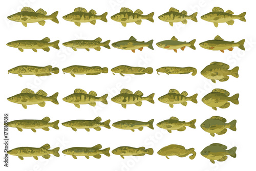 Detailed freshwater fish illustration set featuring various species like bass, perch, trout, pike, and bluegill on yellow background