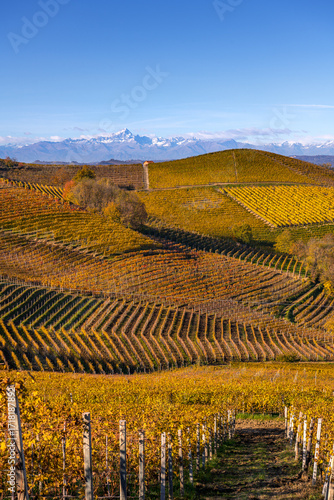 Langhe Vineyards in Autumn, Piedmont, Italy