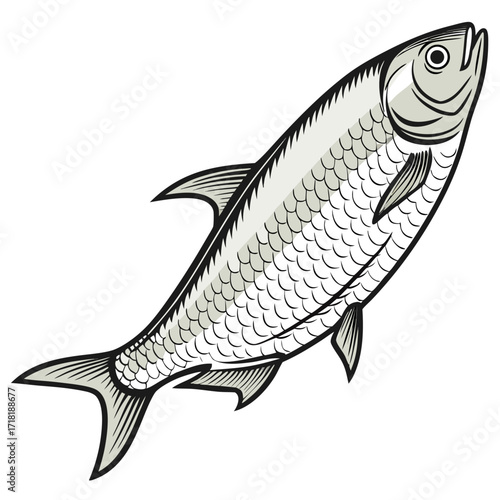 Isolated freshwater bream on a white background, perfect for a food or fishing concept
