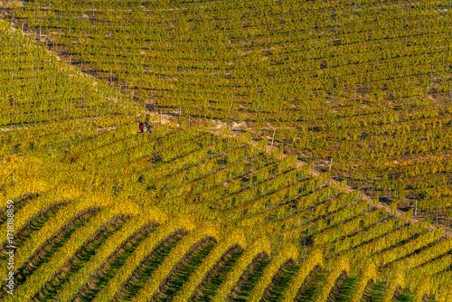 Langhe Vineyards in Autumn, Piedmont, Italy