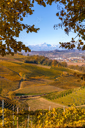 Langhe Vineyards in Autumn, Piedmont, Italy