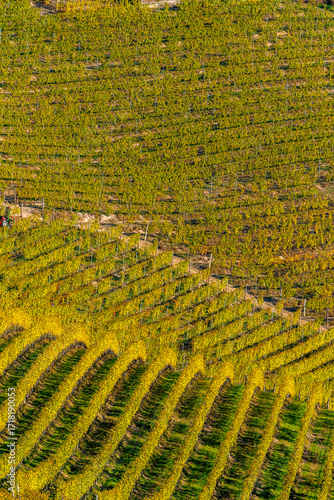 Langhe Vineyards in Autumn, Piedmont, Italy