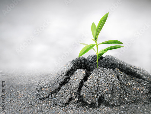 sprout making its way through the asphalt pavement. the concept of strength, perseverance, motivation. copy space