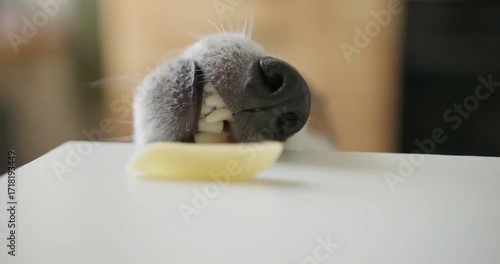 Dog stealing food from the table, funny moment with pasta.
