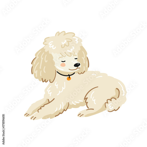 Cartoon illustration of a lying cream toy poodle, vector in flat style. Suitable for pet projects.
