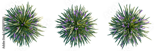 Fotografía Liriope muscari Tree plan view cutout transparent background