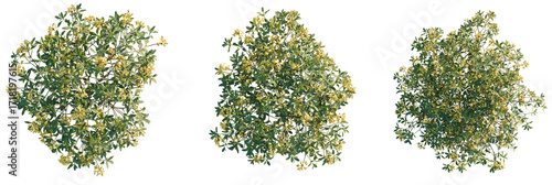 Rhododendron luteum Tree plan top view cutout transparent isolate on background