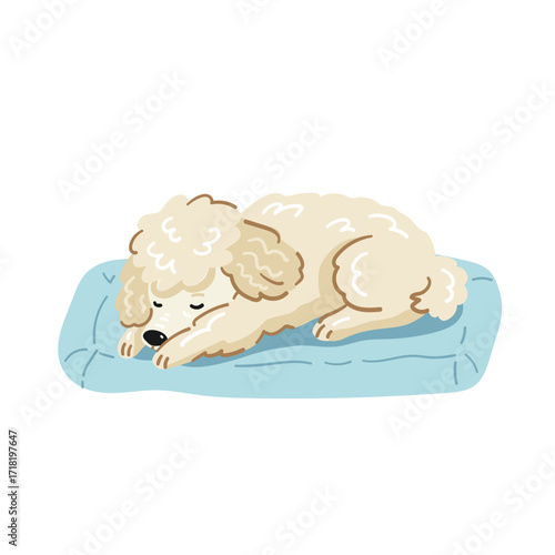 A cartoon toy poodle sleeping on a blue bed, flat vector illustration on a white background