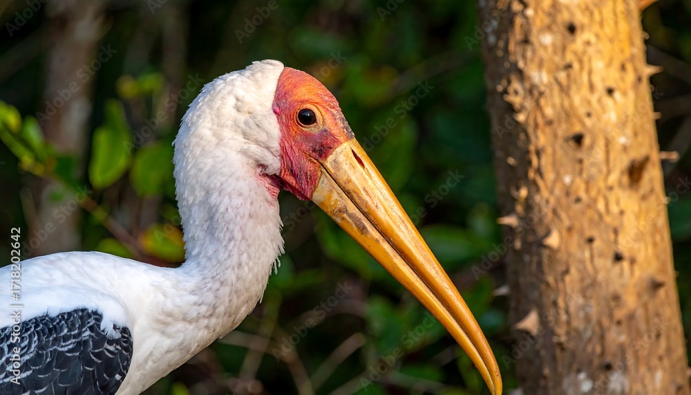 Obraz premium Close-up of a large bird, white plumage, long yellow beak, red face