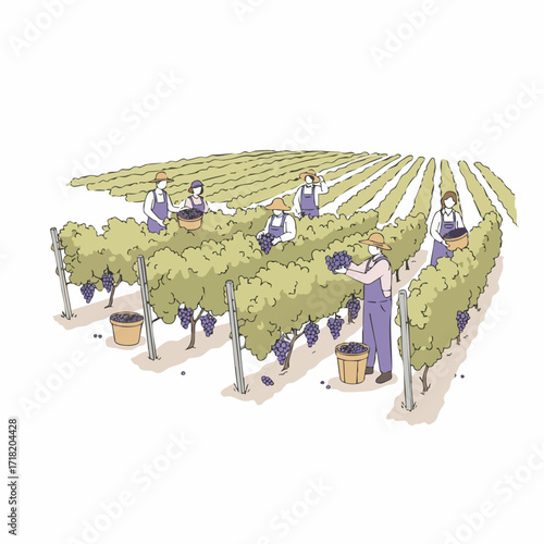 Flat Design Vineyard Harvest Illustration Showing People Picking Grapes