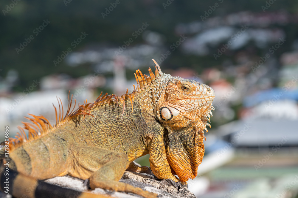 Fototapeta premium Leguan, gut getarnt sonnte er sich auf den alten Mauer vom Fort Louis