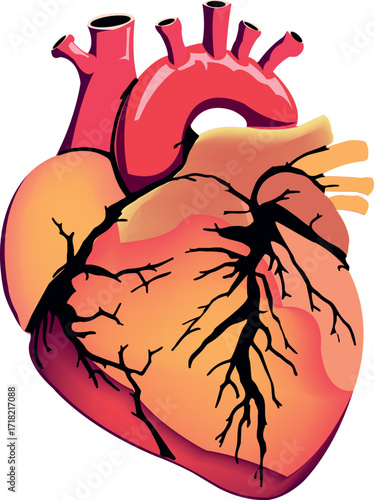 Human heart organ illustrating cardiology and medical health