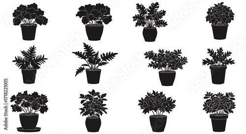 Collection of potted indoor plants in a monochrome black and white style