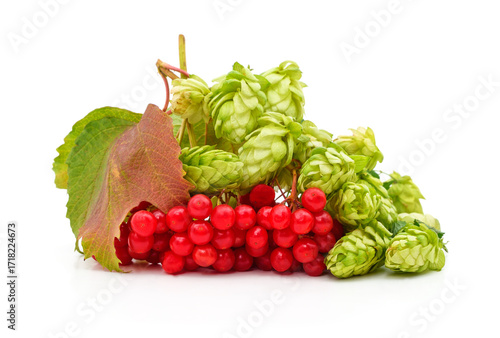Hop cones with red viburnum berries isolated on white.