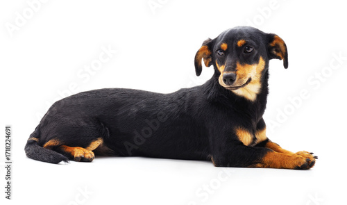 One black dog.