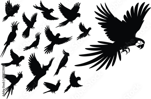 Vector silhouette of flying and perched parrots, tropical bird illustration set, exotic macaw and cockatoo design for wildlife and nature