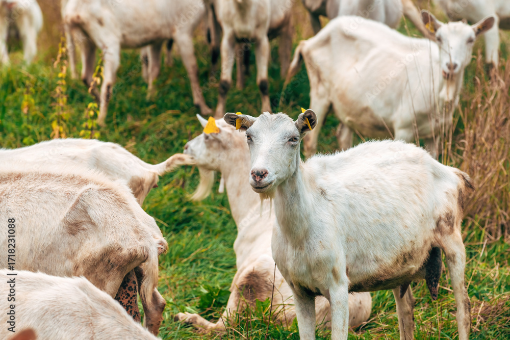Obraz premium Group of goats posing together in a pen with comical and inquisitive expressions.