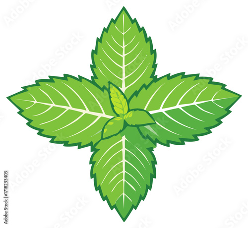 Fresh green mint leaves, a refreshing herbal plant ingredient, vector illustration.