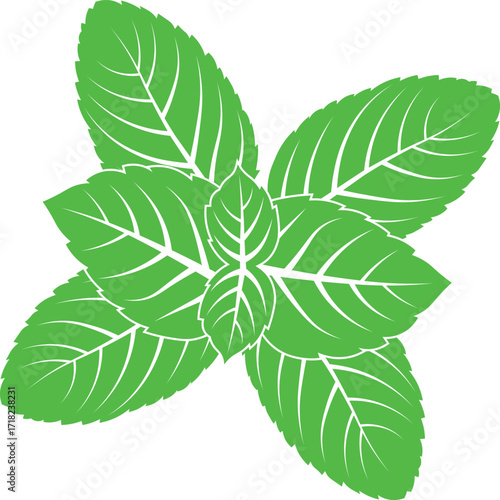 Mint Leaves isolated Illustration, abstract green leaves set icons, Green mint leaves Vector on a white Background