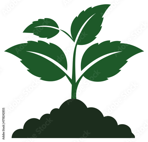 Growing plant with large green leaves and soil, symbol of new life and growth.