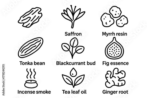 Exotic Ingredient Icons. Line style icons of exotic ingredients: oud wood, saffron thread, myrrh resin, tonka bean, blackcurrant