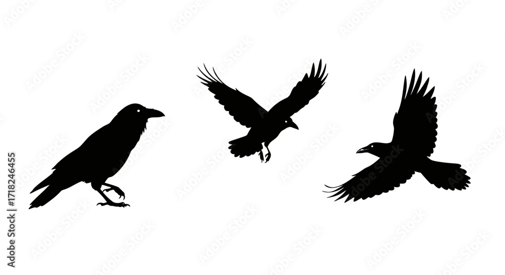 Fototapeta premium Silhouettes of three crows flying and perched in flight dynamic avian wildlife scene