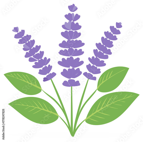 Vibrant purple lavender stalks with green leaves isolated on a white background