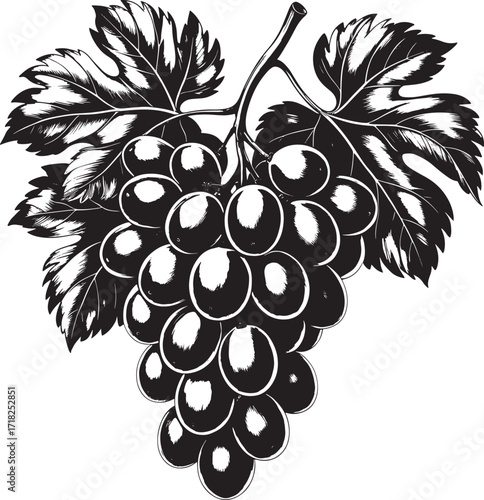 Black and white illustration of a bunch of ripe grapes with leaves on white background Keywords