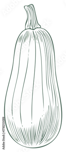 Hand drawn line art illustration of a butternut squash vegetable