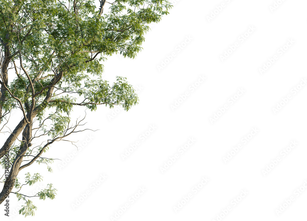 Fototapeta premium Robinia pseudoacacia Tree corner cutout transparent isolate on background
