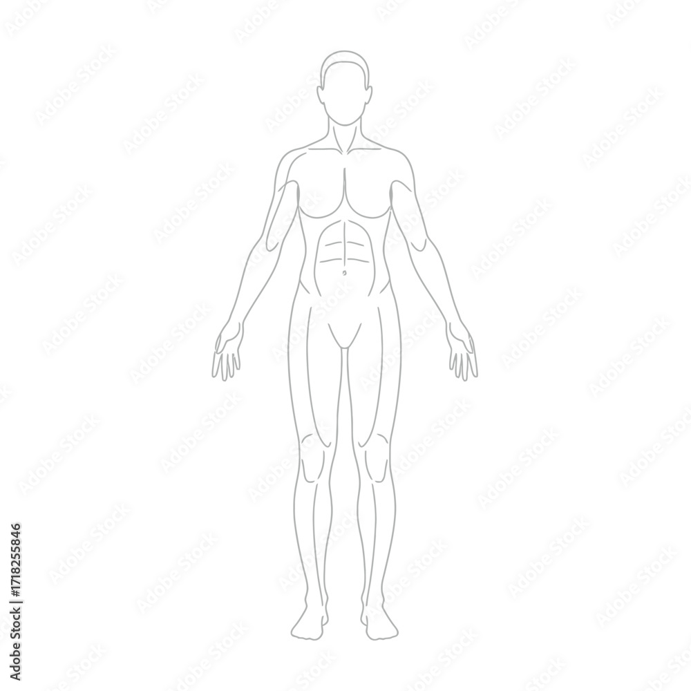 Fototapeta premium Simple outline of a human body showing anatomical structure and form