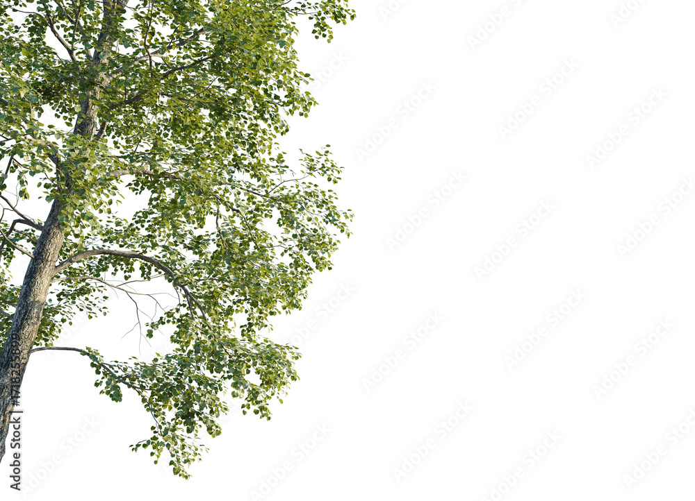 Fototapeta premium Tilia x europaea Tree corner 4k isolate cutout