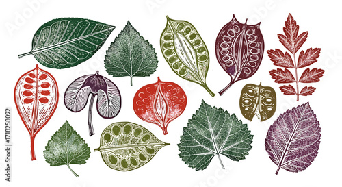 Assortment of colorful botanical linocut prints featuring various leaves and seed pods scattered