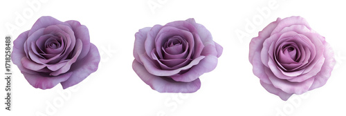 Lavender roses in various angles showcasing delicate petals and soft colors, detailed object