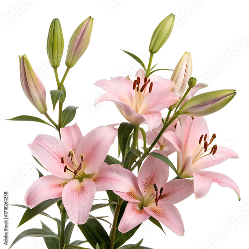 bouquet of pink lilies transparent background