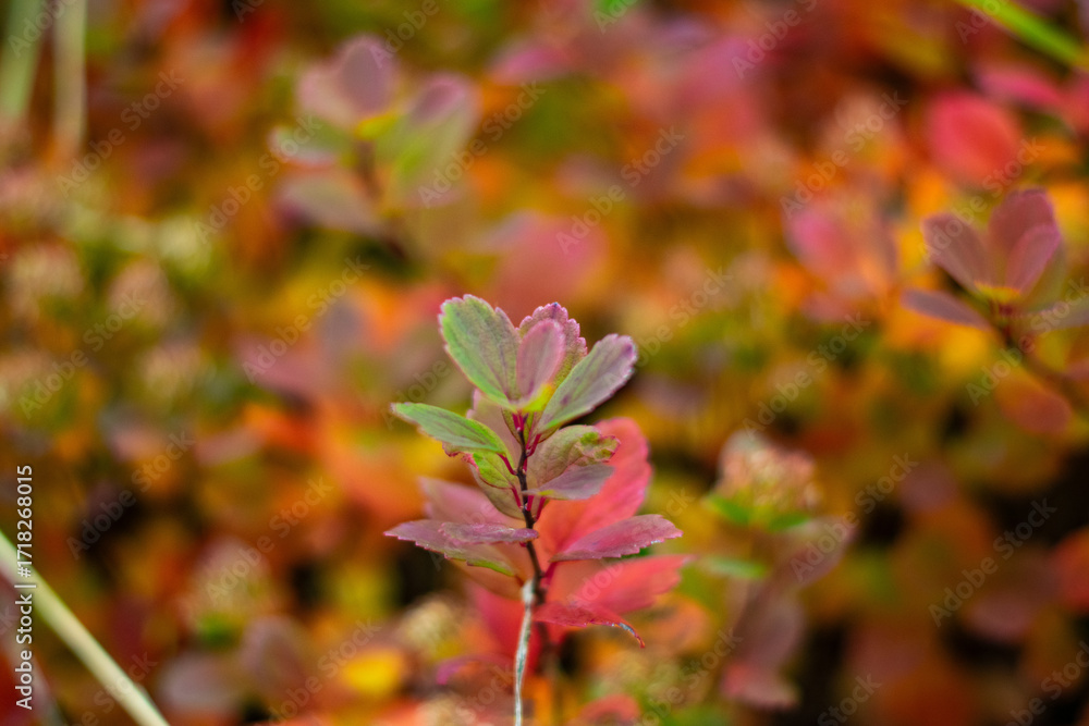 Fototapeta premium Closeup of colorful autumn leaves with soft blurred background in nature