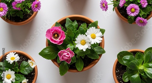 Top view of flower pots with pink and white daisy flowers