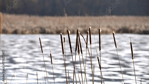 Typha close-up. Phragmites australis. photo with dry Reeds, Typha Latifolia, also called bulrush, reedmace, cattail or corn dog grass, on the shore of the frozen lake. autumn season. winter time