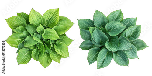 Hosta plants arrangement showcasing vibrant green foliage and unique leaf textures, clean PNG