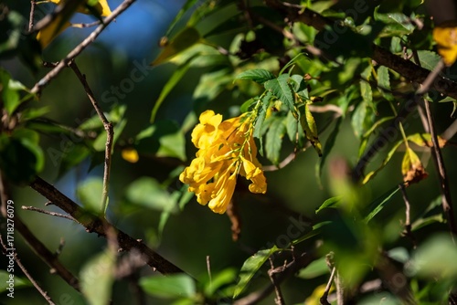 Wallpaper Mural Wonderful and contrasting Brazilian yellow ipê flower Handroanthus albus, Bignoniaceae, which blooms in the months of August and September Torontodigital.ca