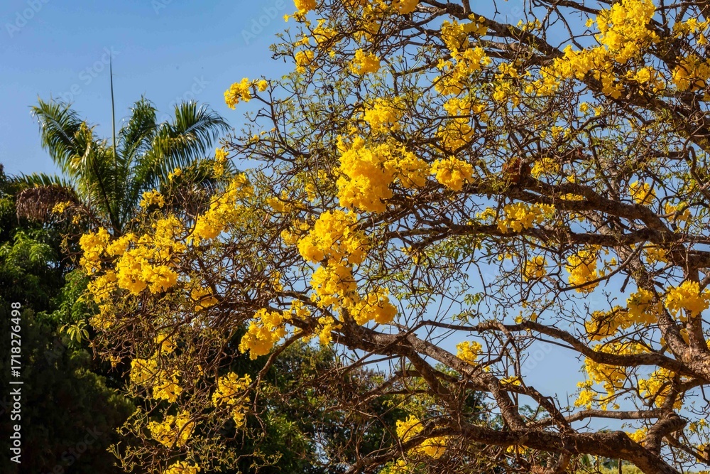 Fototapeta premium Wonderful and contrasting Brazilian yellow ipê flower Handroanthus albus, Bignoniaceae, which blooms in the months of August and September