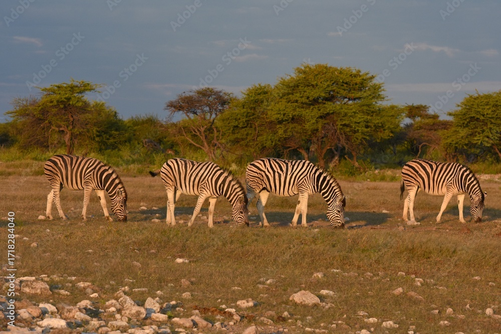 Fototapeta premium Steppenzebras (Equus quagga) im Wasserloch Chudop im Abendlicht (Etoscha Nationalpark)