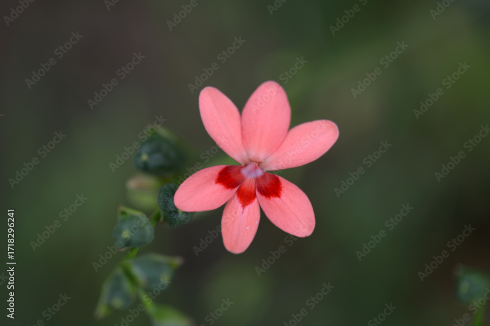 Obraz premium ヒメヒオウギ