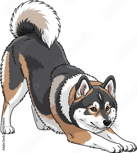 Canadian Eskimo Dog playful bow pose cute vector illustration